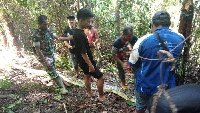 «Из его пасти торчали только ноги»: питон проглотил 30-летнюю женщину в Индонезии