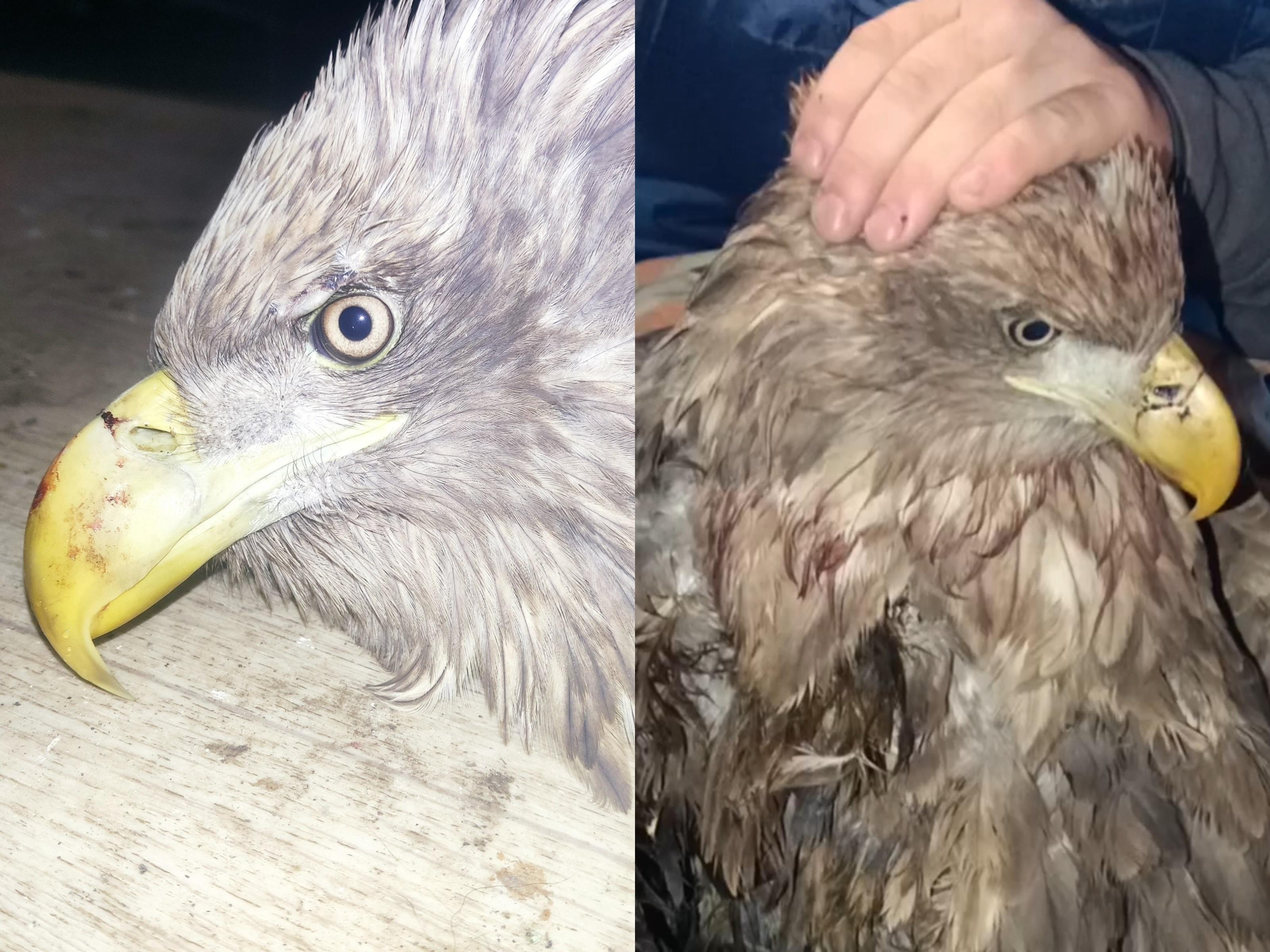 Не может есть и летать: в Башкирии спасли краснокнижного орлана