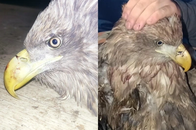 В Башкирии выхаживают травмированного орлана-белохвоста