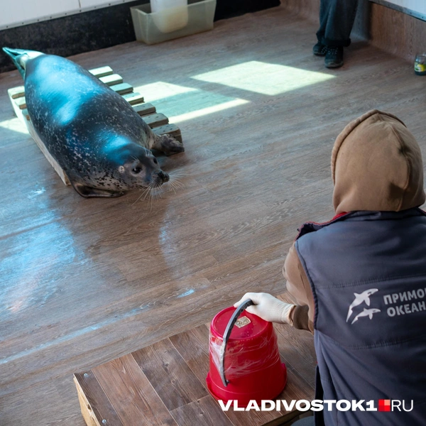 Источник: Елена Буйвол / VLADIVOSTOK1.RU