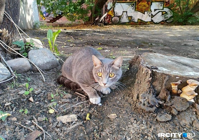Оззи&nbsp;— покоритель женских сердец | Источник: Алина Ринчино / «ИрСити»