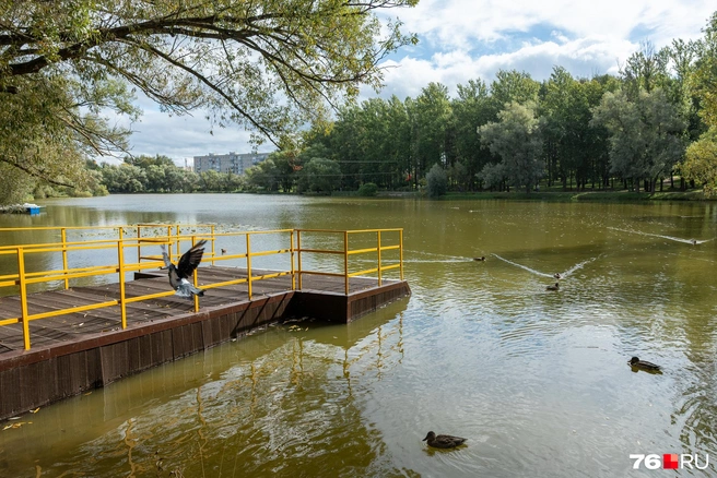 Утки неспешно плывут по пруду, а голуби кружат над водой | Источник: Александр Куренной / 76.RU