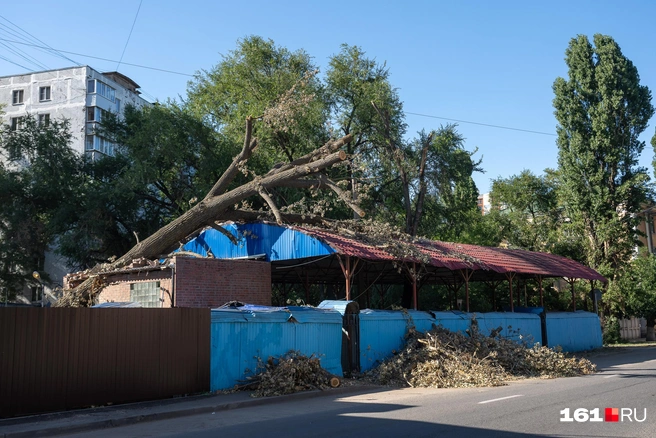 Огромные стволы повредили некоторые постройки | Источник: Евгений Вдовин / 161.RU