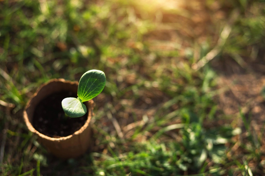 Вопросы читателей: когда сажать кабачки в открытый грунт в Подмосковье? | Источник: Legion Media