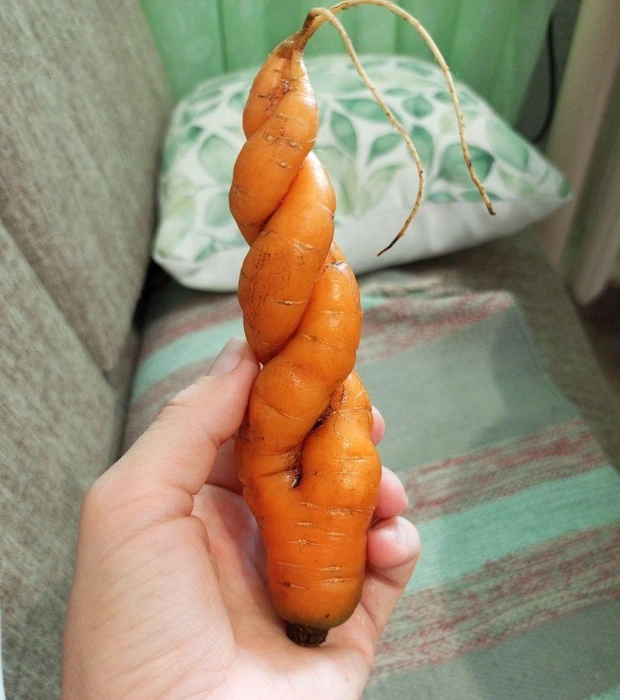 Закрутило морковь так закрутило, такую будет непросто почистить | Источник: читатель 72.RU