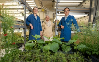 Жаропонижающее для растений: ученые выяснили, какую пользу приносит природный аспирин