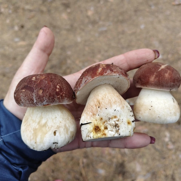 Источник: Елена Викторовна / «Грибы и грибники Екатеринбурга и Свердловской области» / Vk.com