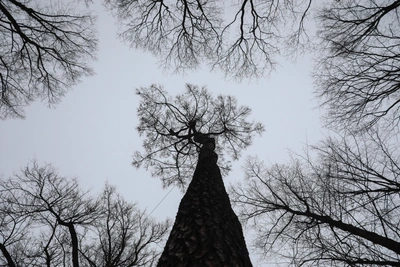 Окаменелое дерево за 2,5 млн рублей продают во Владивостоке