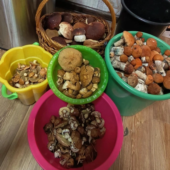 Вот с такими дарами югорчане возвращаются домой | Источник: Грибы, рыбалка, ягоды, природа — ХМАО (Сургут) / Vk.com