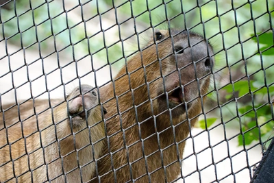 Японский зоопарк предлагает капибар в обмен на белого медведя