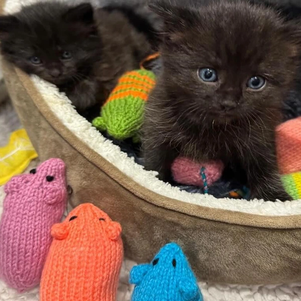 Читатели британского журнала установили мировой рекорд, связав 46 тысяч игрушек для приютских котов: посмотрите на милые фото