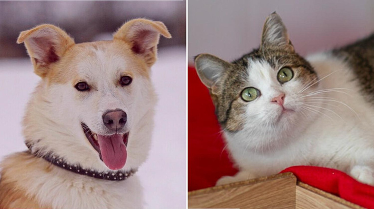 Котопёс недели: возьмите из приюта жизнерадостного пса Эклера или уютную кошку Пшенку