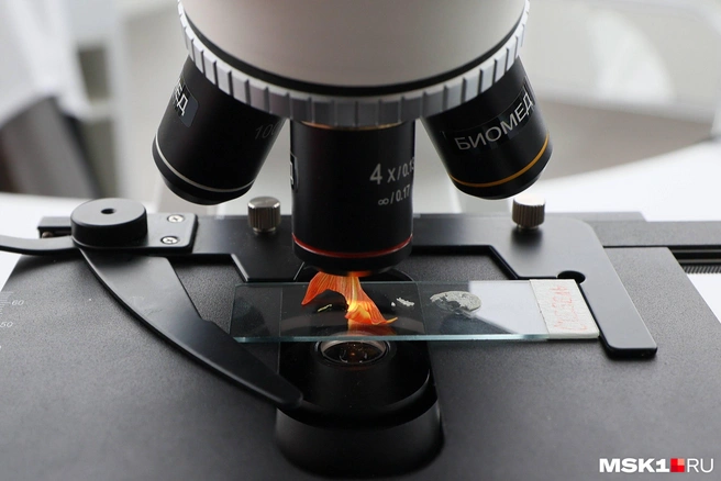 Лепестки под микроскопом | Источник: Артём Устюжанин / MSK1.RU
