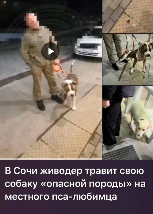 Использовать намордник мужчина не хочет | Источник: police_sochi / t.me
