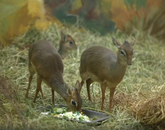 Дикдики — одни из самых маленьких антилоп в мире | Источник: Новосибирский зоопарк / t.me