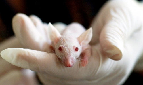 Токийские  ученые частично омолодили стволовые клетки костного мозга мышей