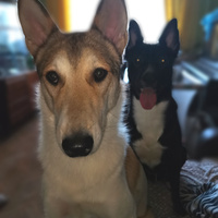 Аватарка Tenebris