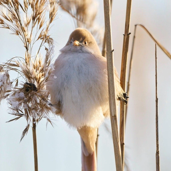 Источник: Павел Глазков / Каждой твари по паре 