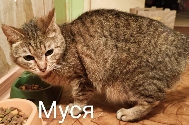 Источник: «Помощь бездомным животным г. Полярные Зори!» / Vk.com