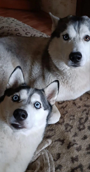 Как понять не пойдём гулять? Ты же шутишь?  | Источник: читатель 63.RU 