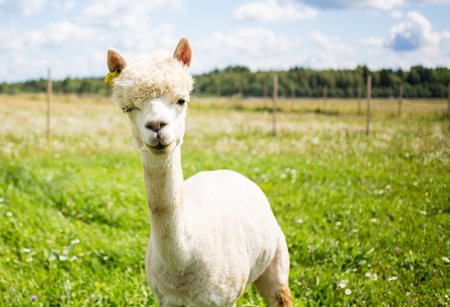 Самые милые животные фото