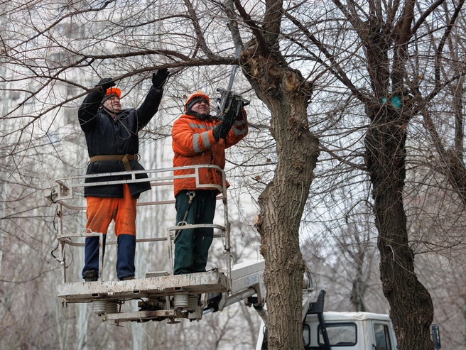 Спиленная древесина в Волжском стала новым товаром для муниципальной торговли | Источник: Алексей Волхонский / V1.RU