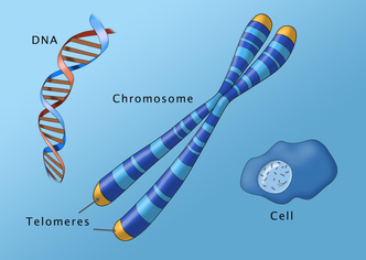 Часики не тикают: способ помолодеть на 16 лет найден на кончике хромосомы