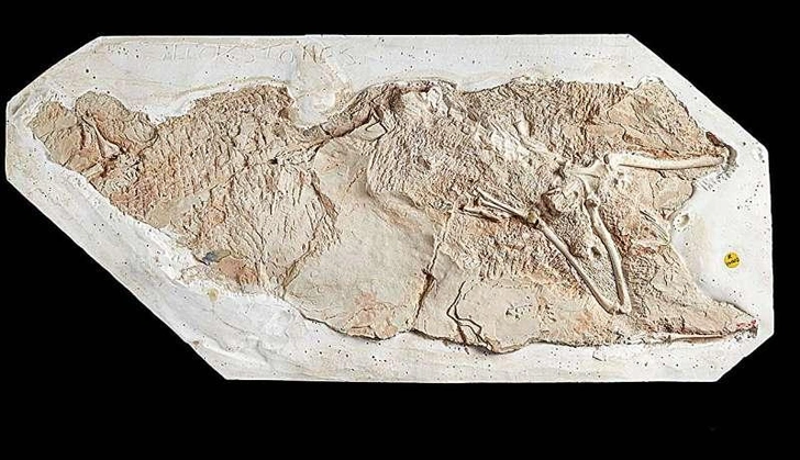 «Он не давал мне расслабиться». Ученый назвал новый вид древнего крокодила в честь школьного учителя