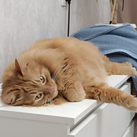 Аватарка Anastasiapol