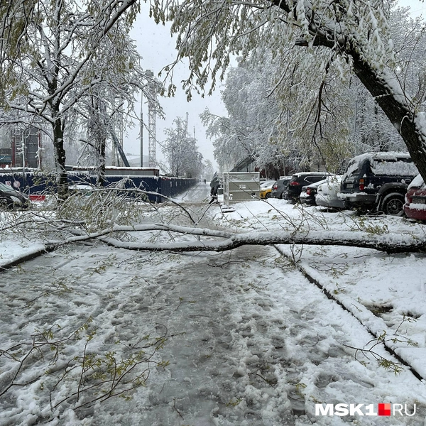Упавшее дерево в Гольяново | Источник: читатель MSK1.RU