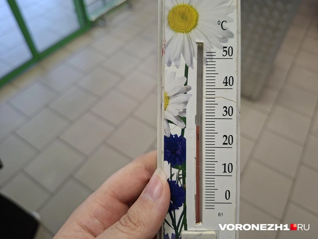 Самое приятное, что удалось увидеть за день | Источник: Алёна Воропаева / Voronezh1.ru