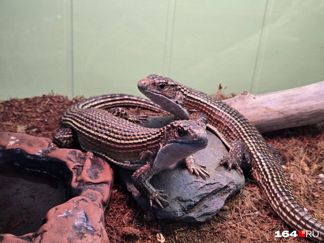 С интересом к миру | Источник: Семен Коротов-Майбах / 164.RU