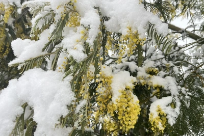 Кузбасских женщин в праздник ждет дождливый снег