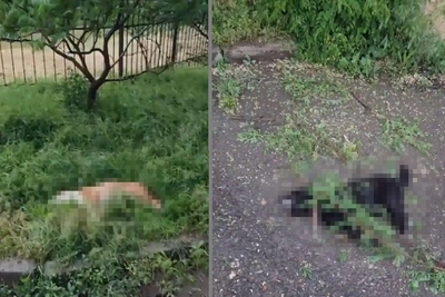 Смерть собак с балкона в Волгограде: соседи подали заявление