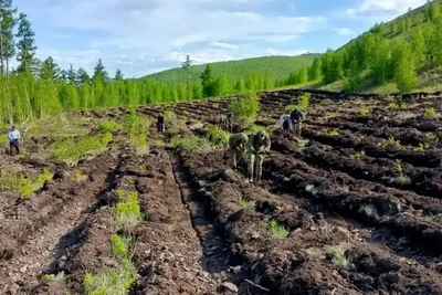 В Забайкалье высадили свыше 2 млн сеянцев леса
