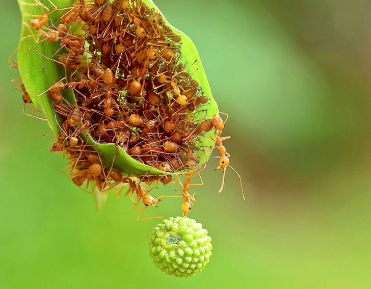 Законы муравейника: как муравьи научились оперировать абстрактными понятиями и выбирать профессию