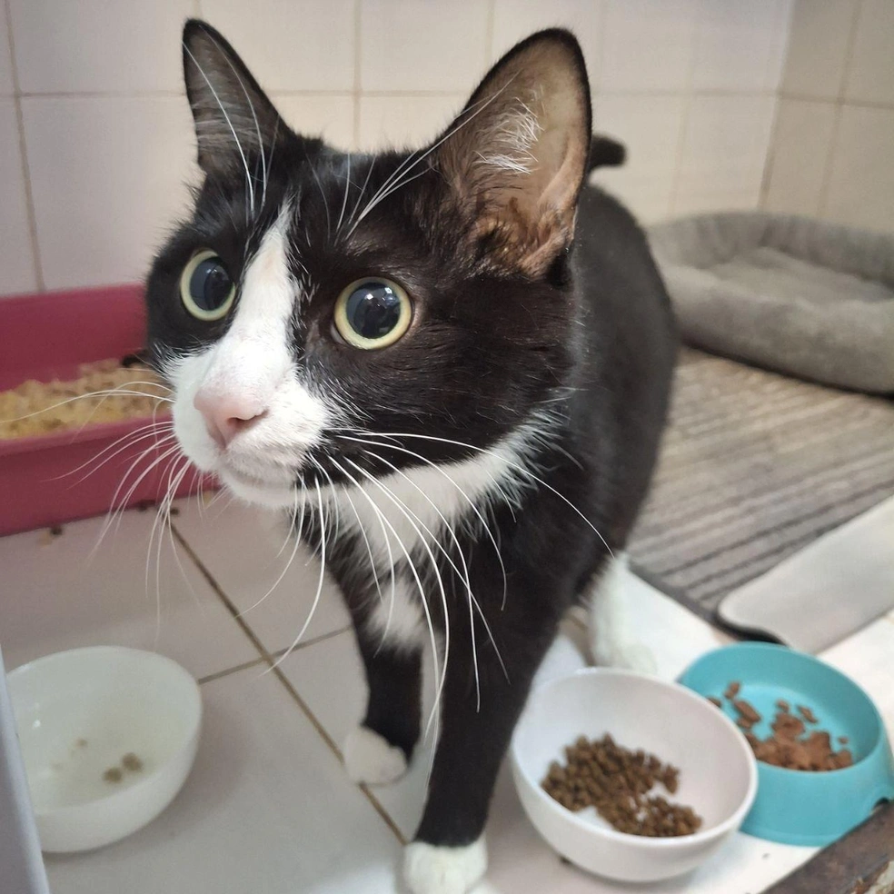 Кот ждет, когда его заберут в новую семью  | Источник: Ветклиника «Клевер»