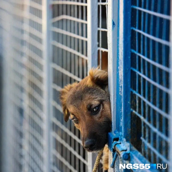 В вольерах живут любопытные молодые собаки | Источник: Евгений Софийчук / NGS55.RU
