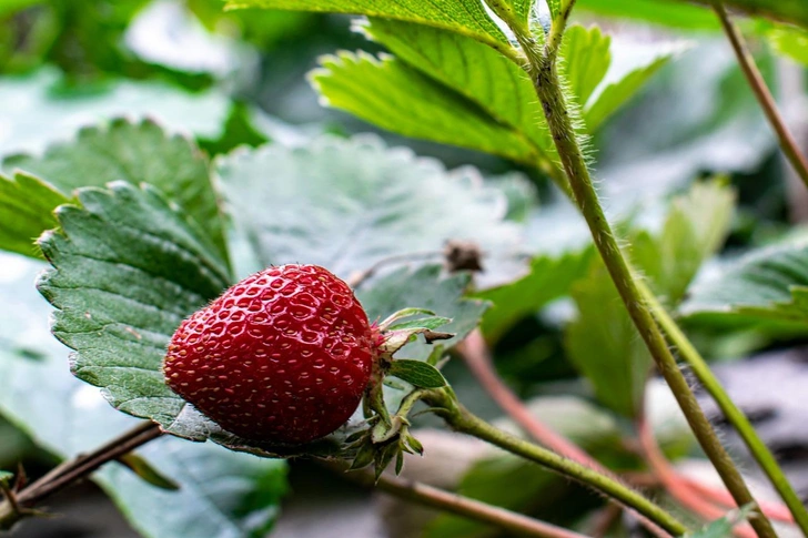 Источник: Cornell Frühauf, Pixabay