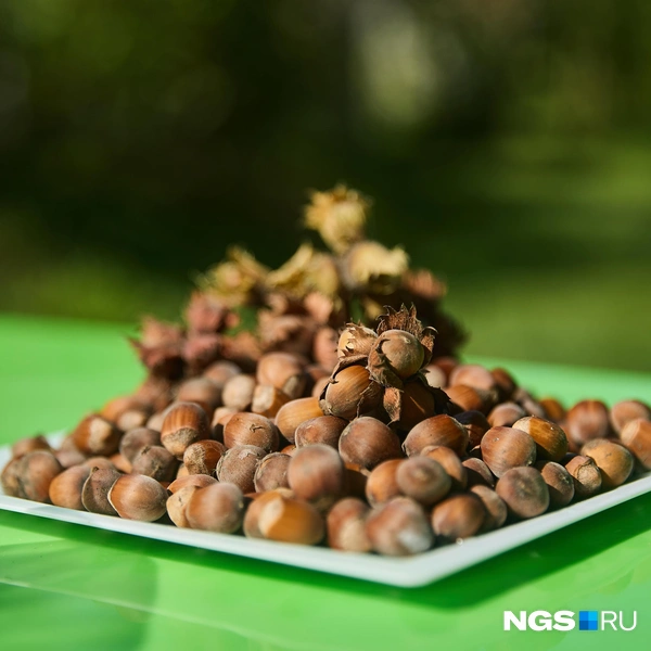 При правильном уходе фундук хорошо плодоносит и в Сибири | Источник: Александр Ощепков / NGS.RU