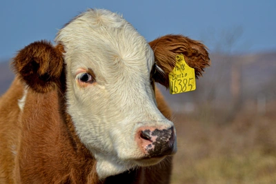 В Самарской области введен карантин из-за вспышки бешенства