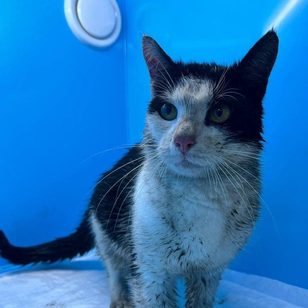 Источник: «Кошкиспас»