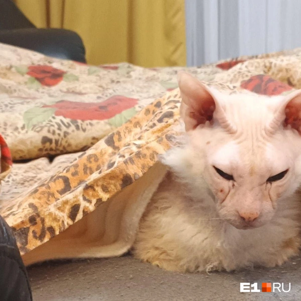 Котик задумался, когда там уже лето? | Источник: Читатель E1.RU