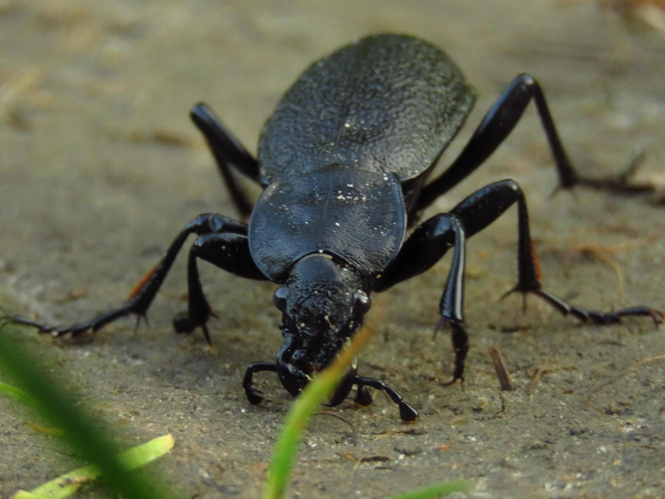 Садовая жужелица (Carabus hortensis) | Источник: Przemyslaw Muszynski via Shutterstock/Fotodom.ru