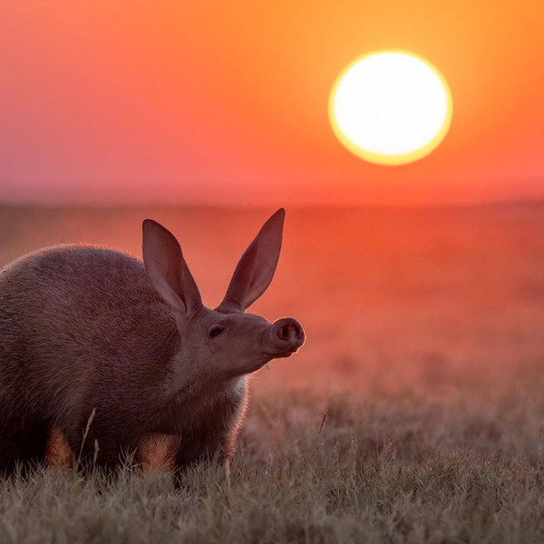 Финалист в номинации «Портрет животного» | Источник: Laura Dyer / Nature Photographer of the Year 2025