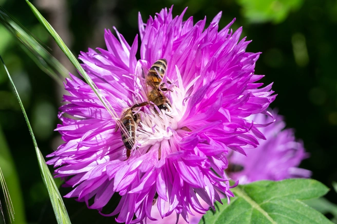 Оса питается не только цветочной пыльцой | Источник: Евгений Вдовин / 161.RU