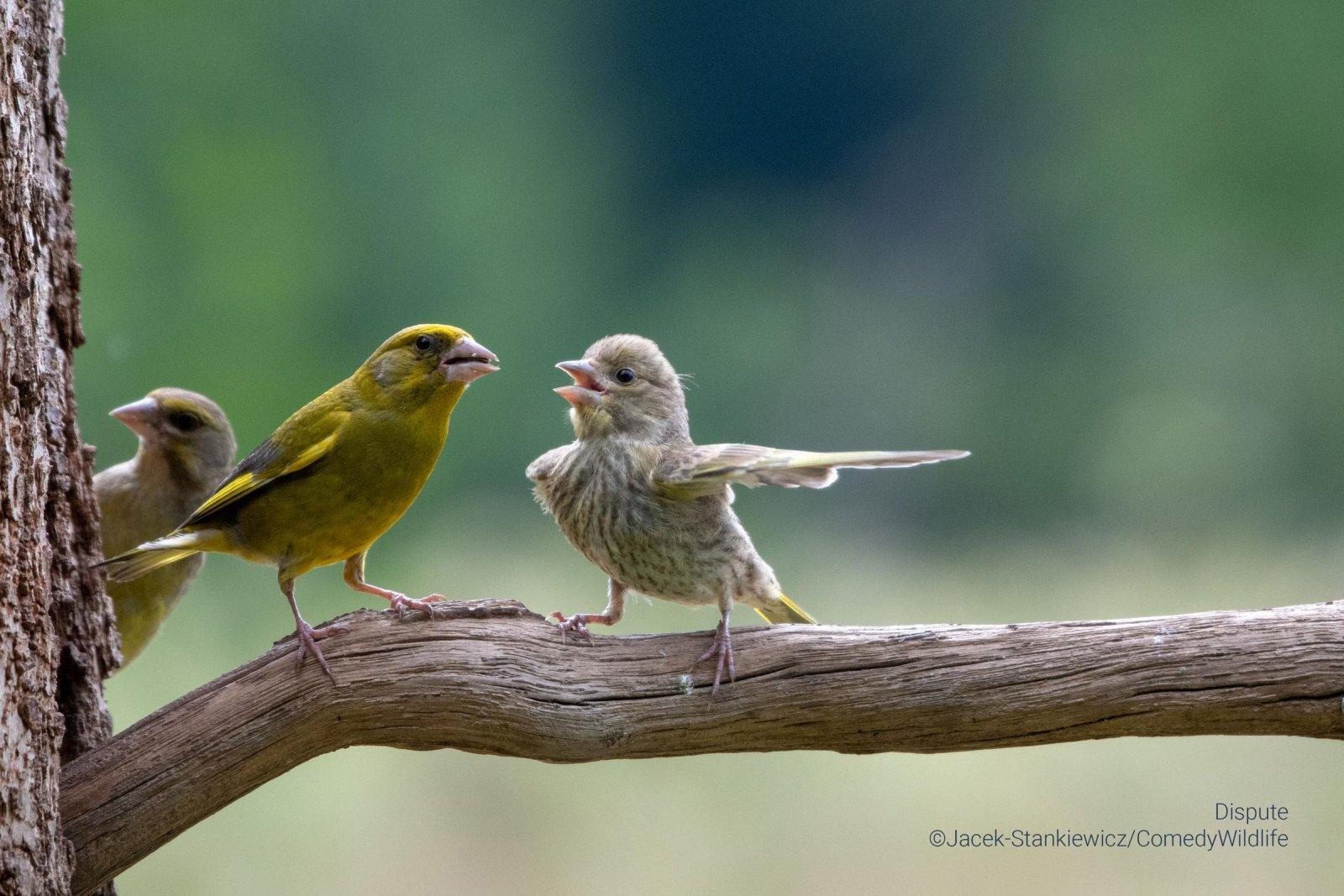 Самые смешные животные в дикой природе — финалисты фотоконкурса Comedy  Wildlife Photography Awards — 2023 | MAXIM