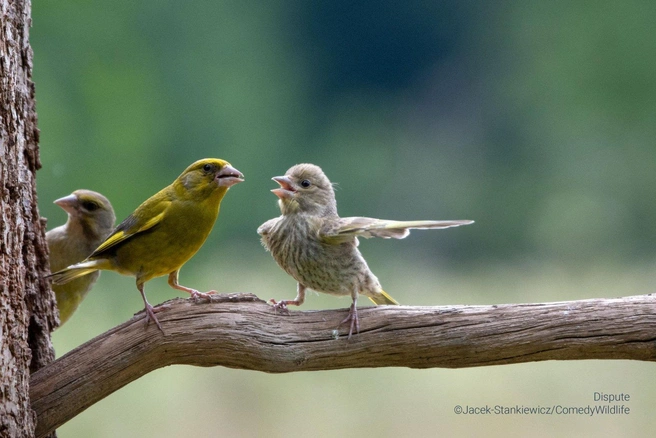 Источник: Jacek Stankiewicz / Comedy Wildlife Photo Awards