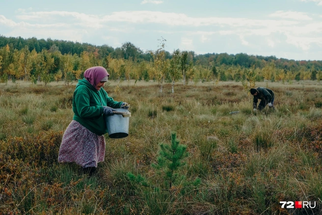Во время сбора — тишина | Источник: Анастасия Малышкина / 72.RU