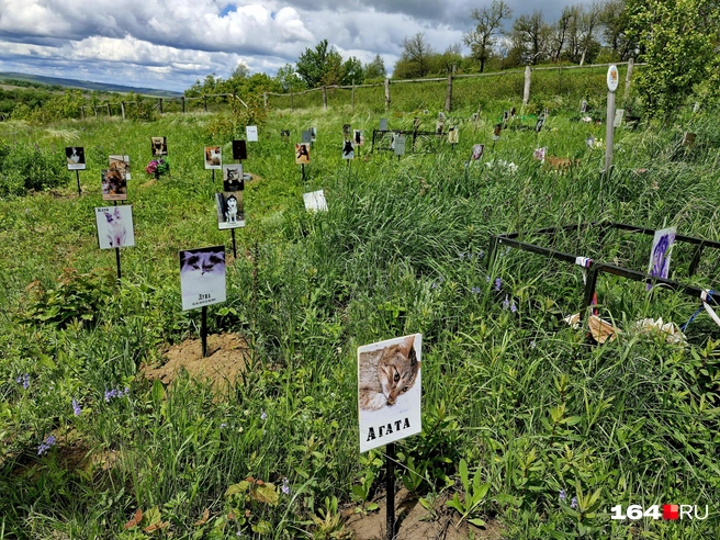 Целое поле табличек с животными | Источник: Виктория Федорова / 164.RU